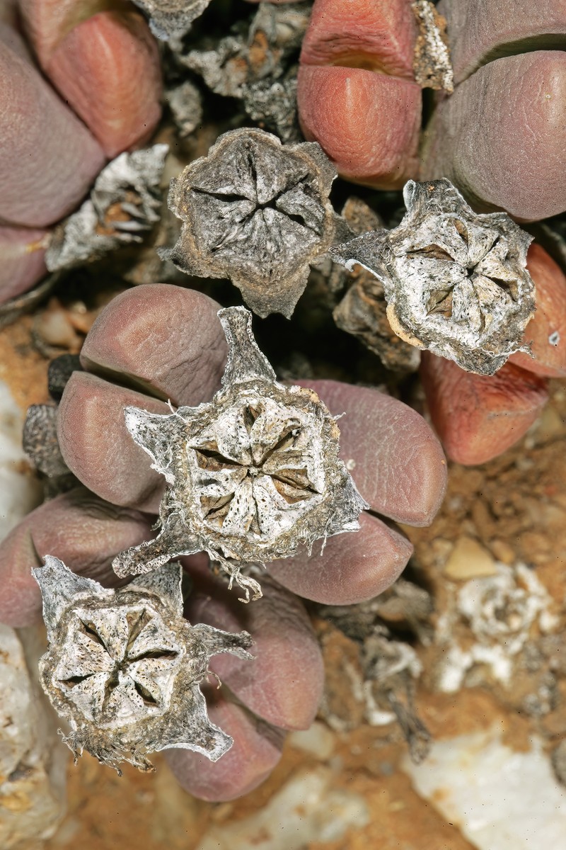 Antegibbaeum fissoides