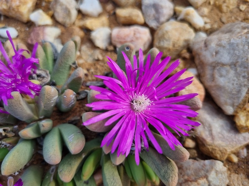 Antegibbaeum fissoides photo 2