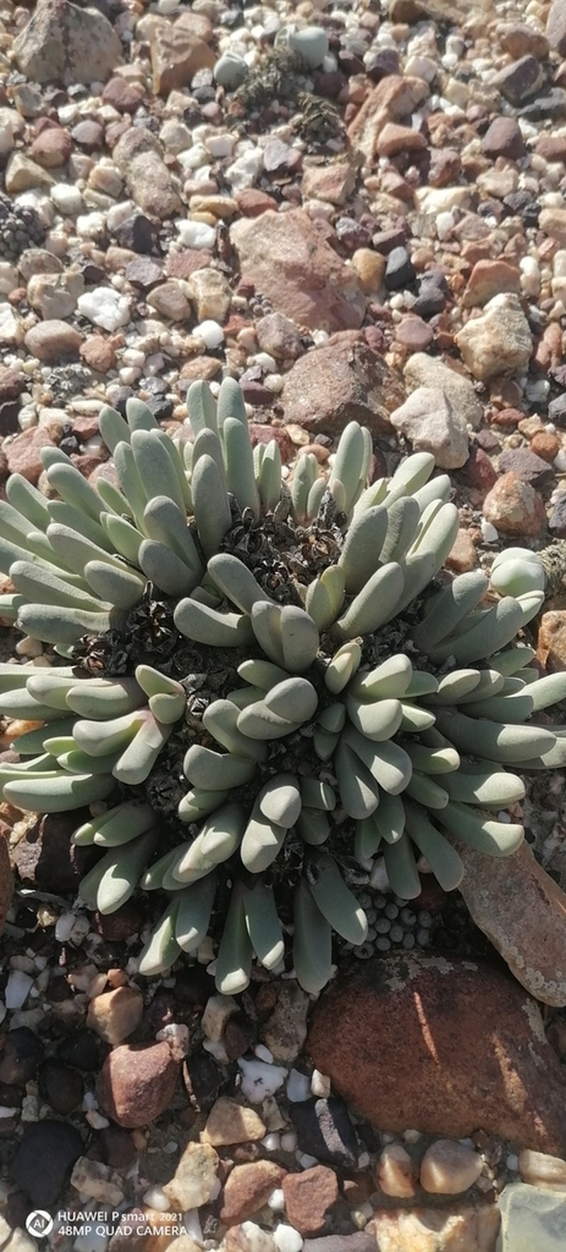 Antegibbaeum fissoides photo 3