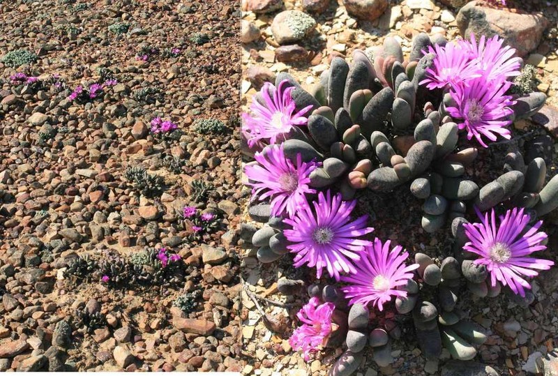 Antegibbaeum fissoides photo 4