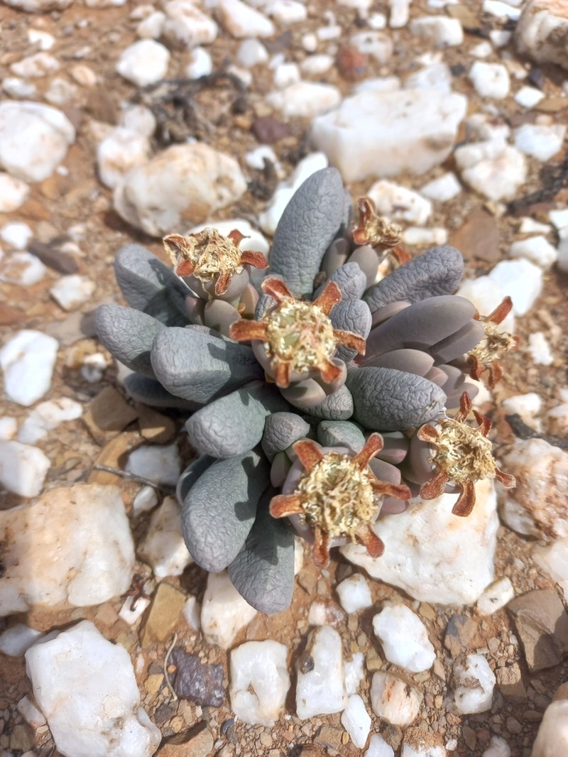 Antegibbaeum fissoides photo 5