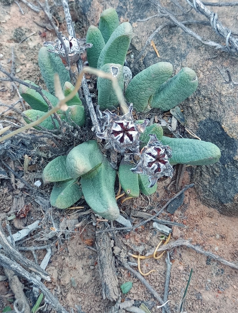 Antegibbaeum fissoides photo 6