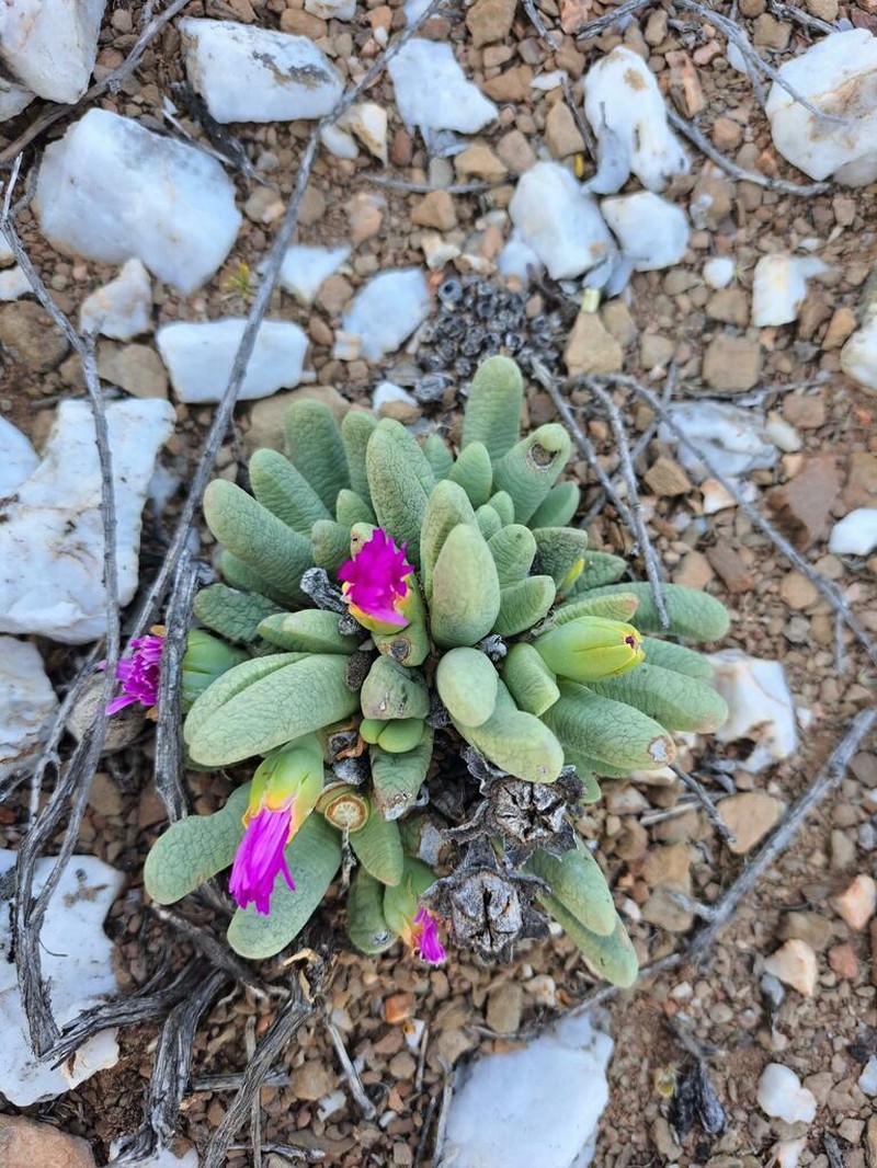 Antegibbaeum fissoides photo 7