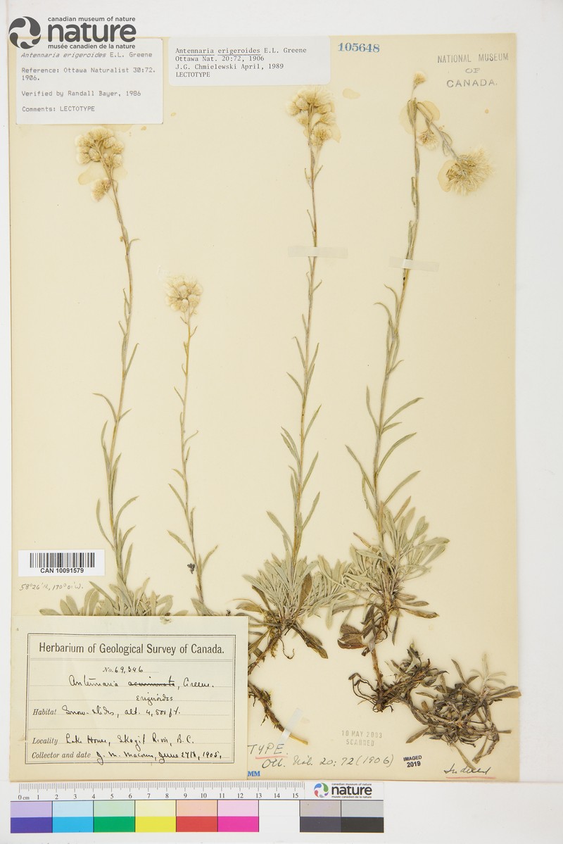 Erigeron Pussytoes