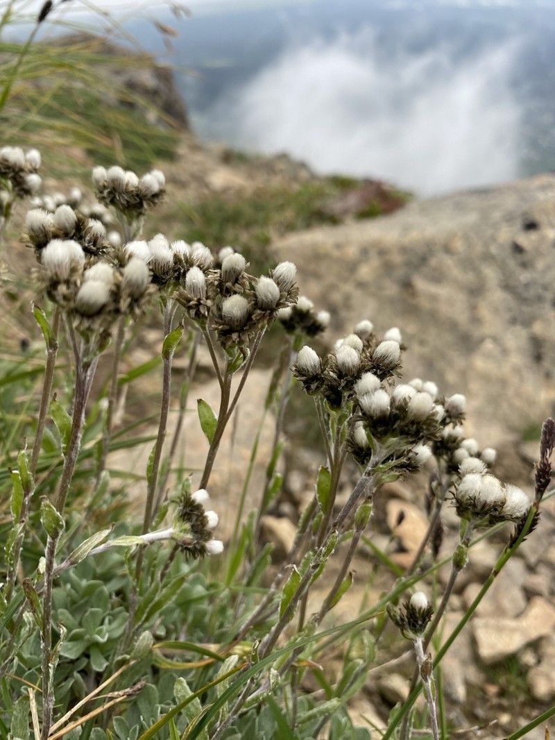 Alpine Pussytoes photo 2
