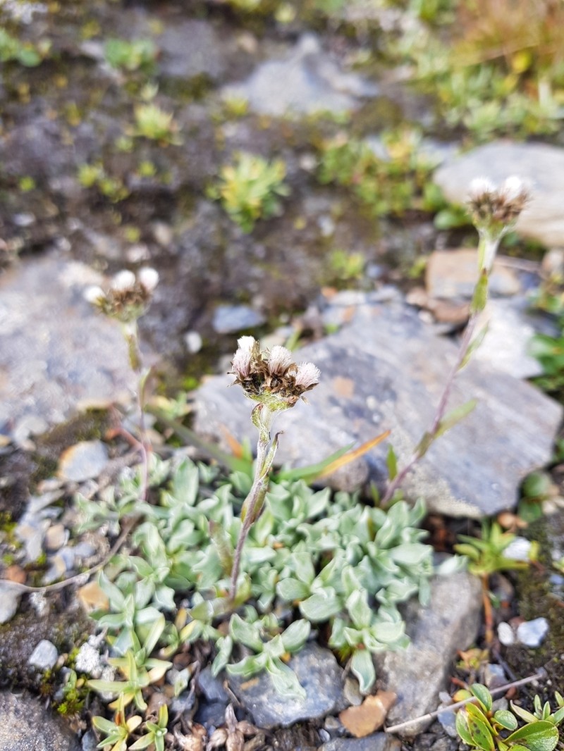 Alpine Pussytoes photo 3