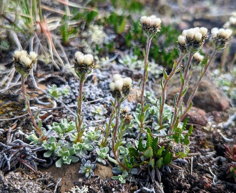 Alpine Pussytoes photo 4