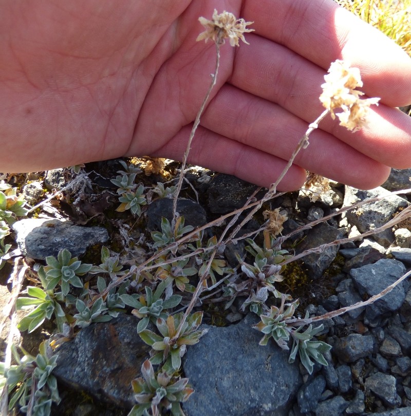 Alpine Pussytoes photo 7