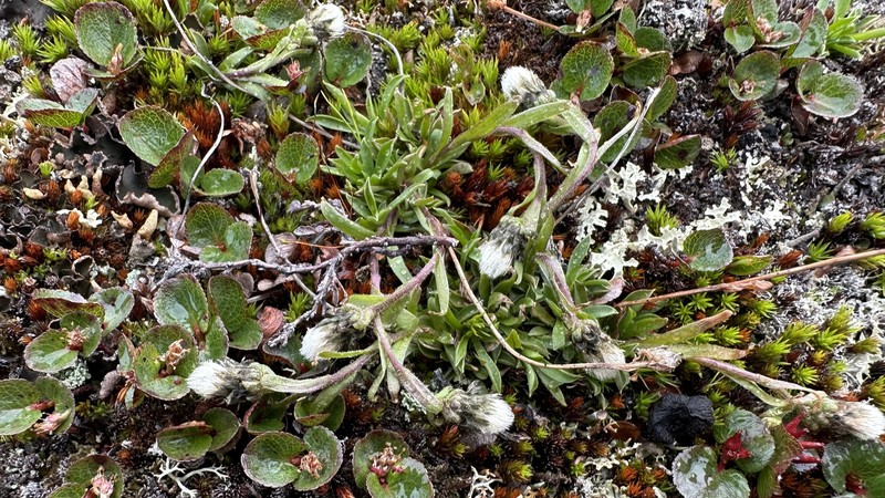 Antennaria bocheriana photo 4