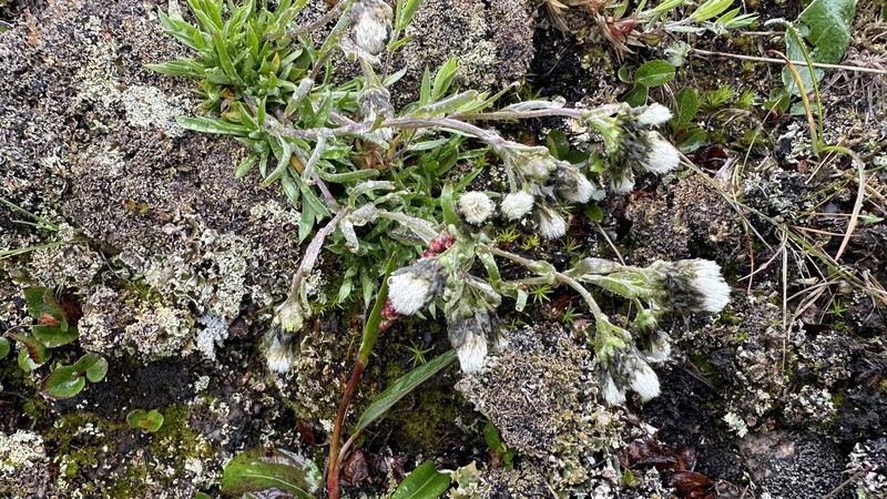 Antennaria bocheriana photo 5