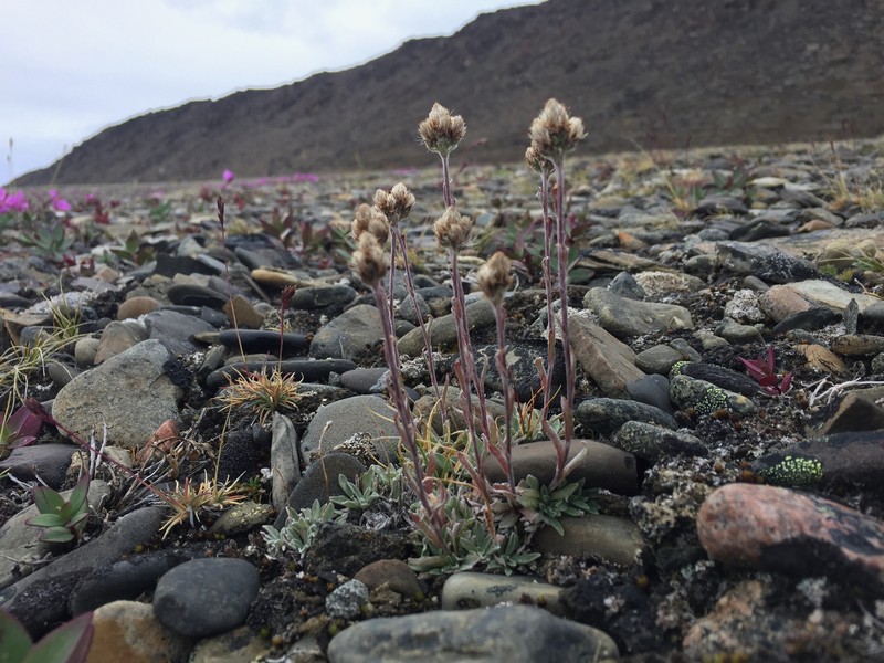 Antennaria bocheriana photo 6