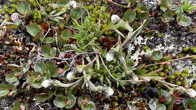 Antennaria bocheriana photo 2