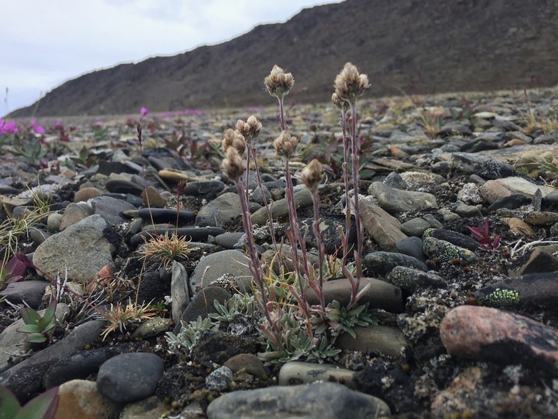 Antennaria bocheriana photo 3