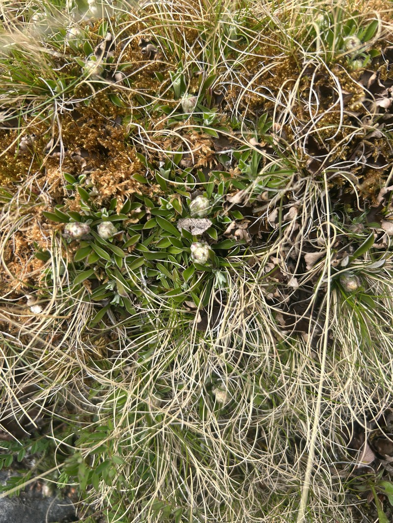 Antennaria bocheriana photo 4
