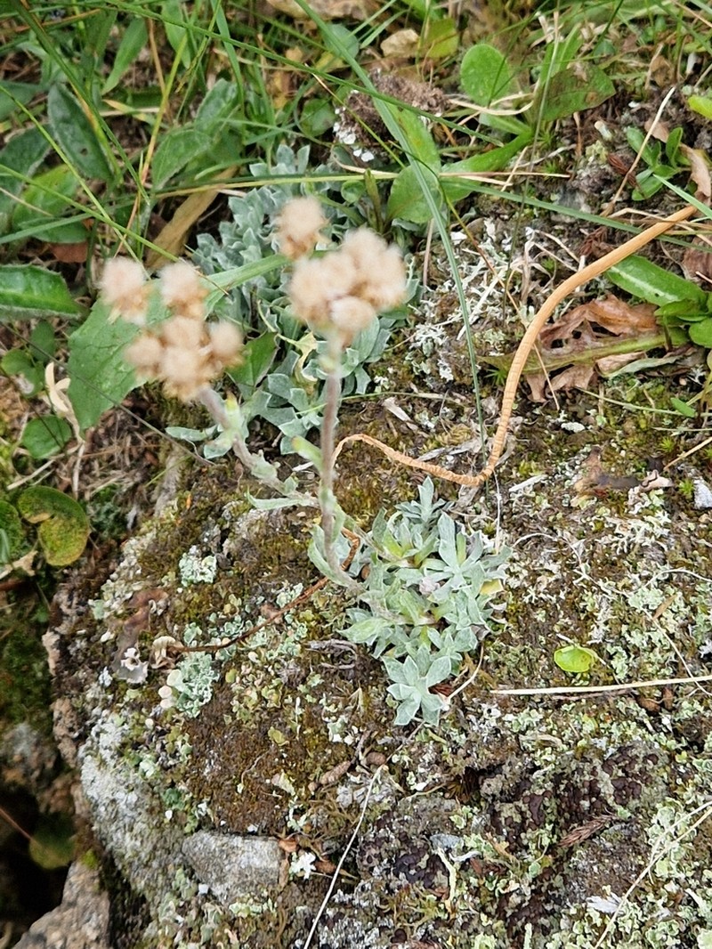 Antennaria canescens