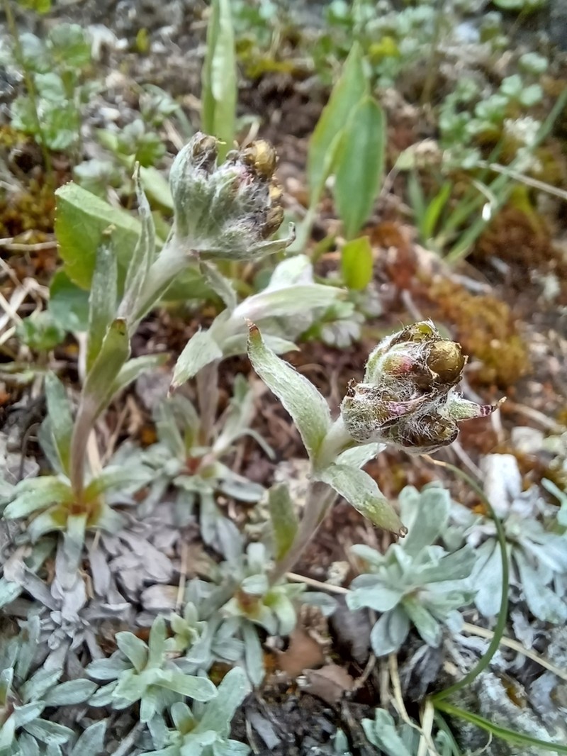 Antennaria canescens photo 2