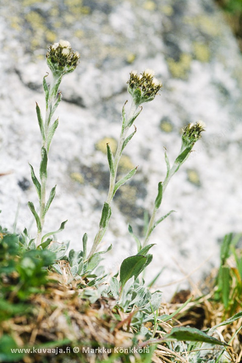 Antennaria canescens photo 3