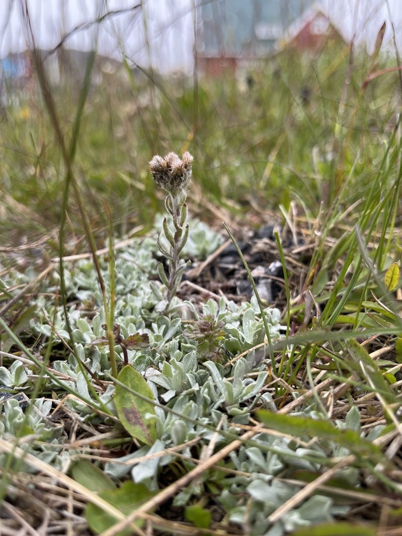 Antennaria canescens photo 5