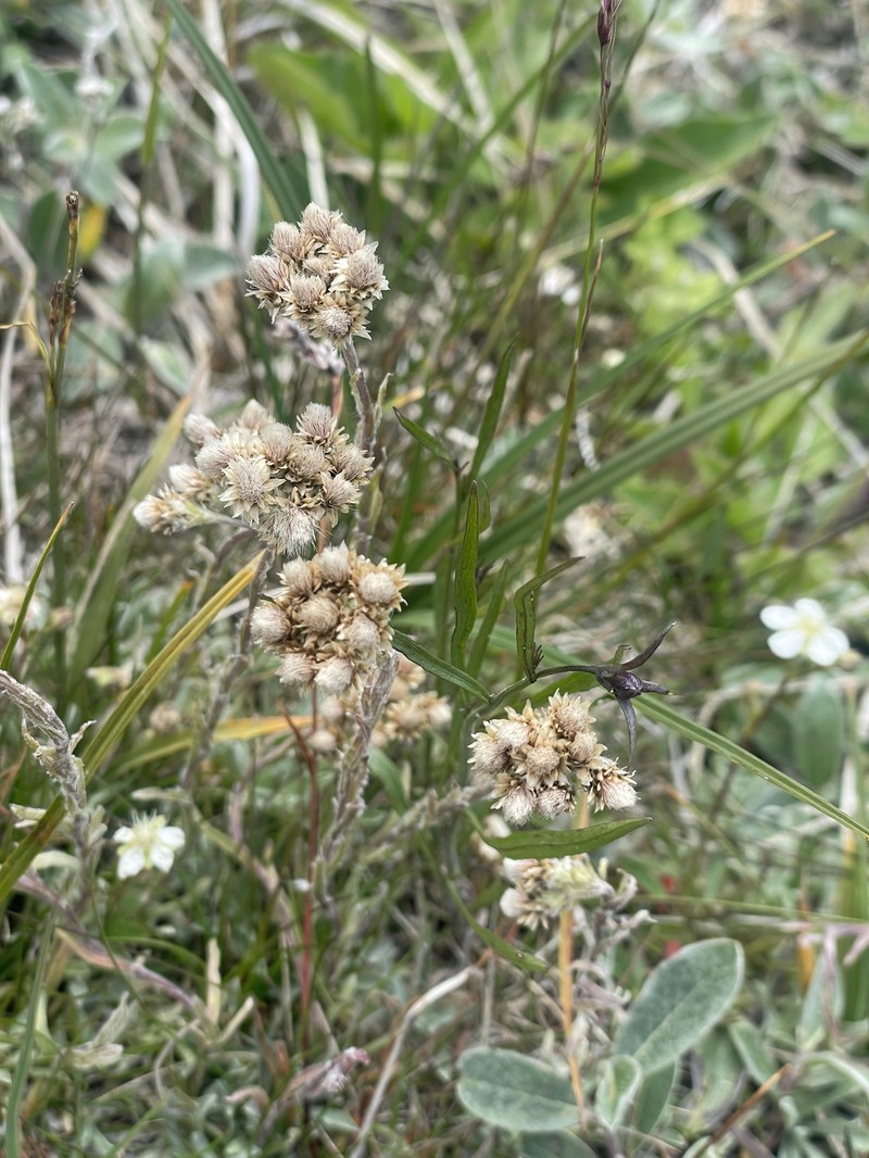 Antennaria canescens photo 6