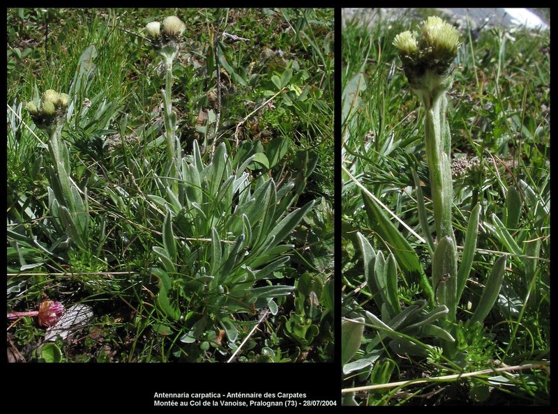 Antennaria carpatica