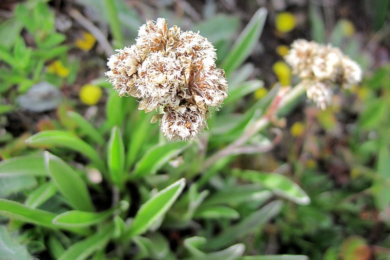 Antennaria carpatica photo 2