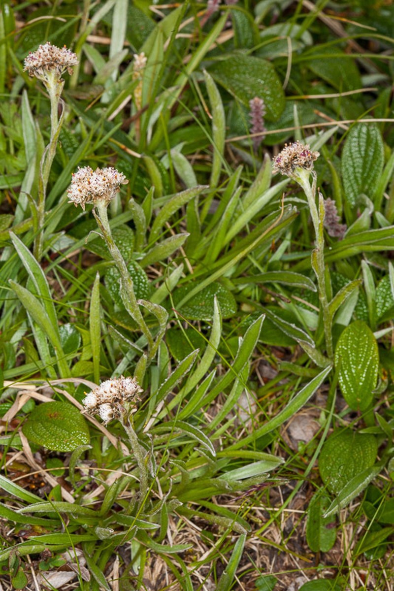 Antennaria carpatica photo 3