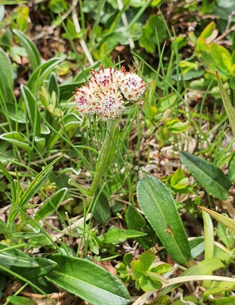 Antennaria carpatica photo 4