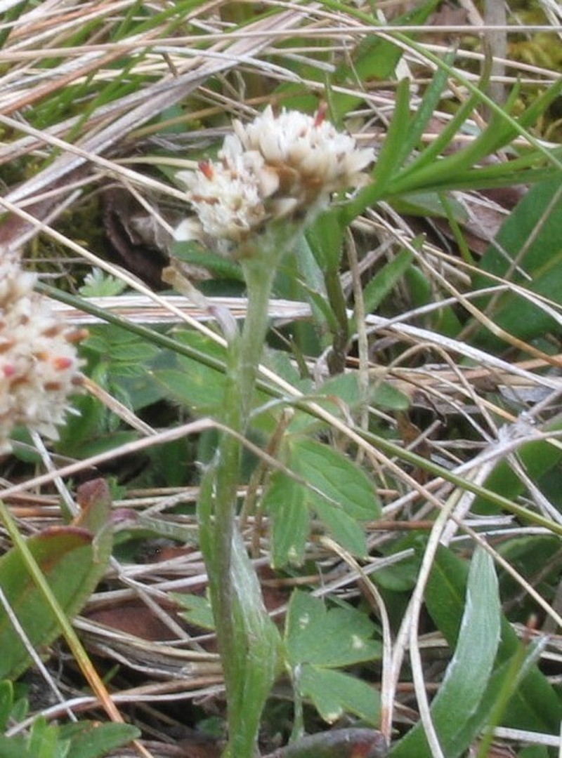 Antennaria carpatica photo 5
