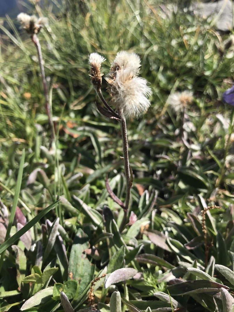 Antennaria carpatica photo 6