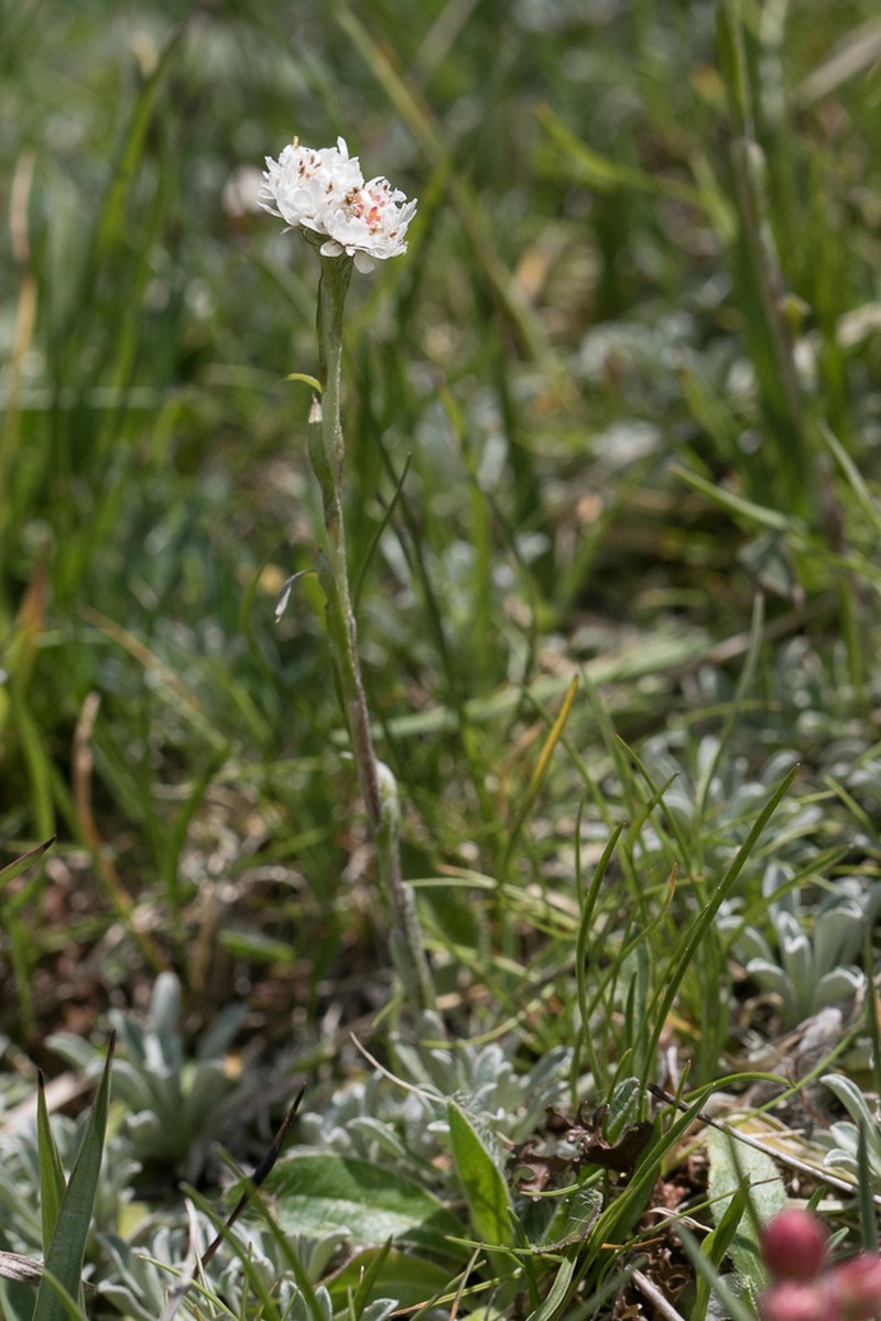 Antennaria carpatica photo 7