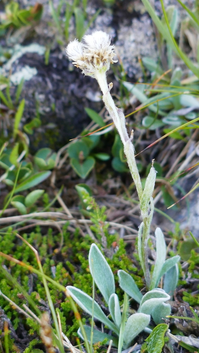 Antennaria carpatica photo 8