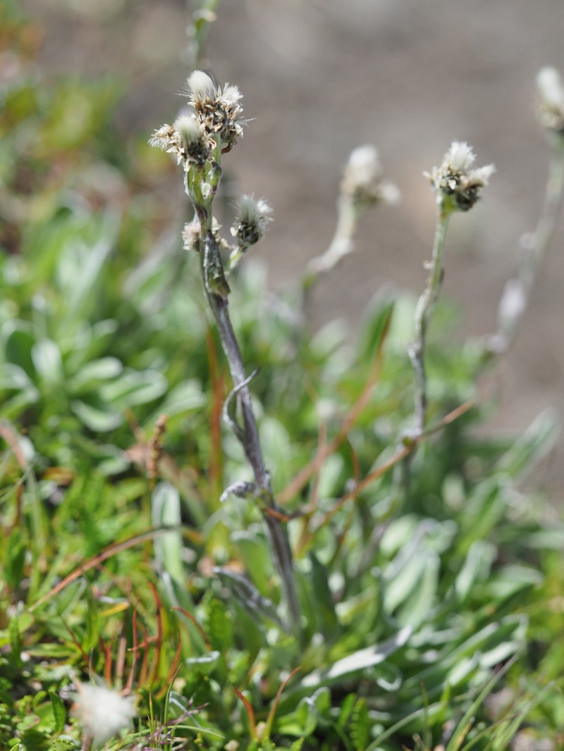 Antennaria carpatica subsp. helvetica