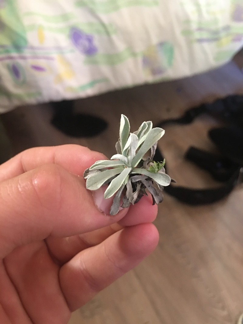 Antennaria caucasica