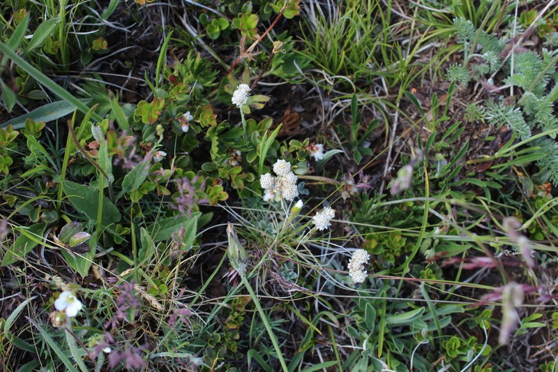 Antennaria caucasica photo 2