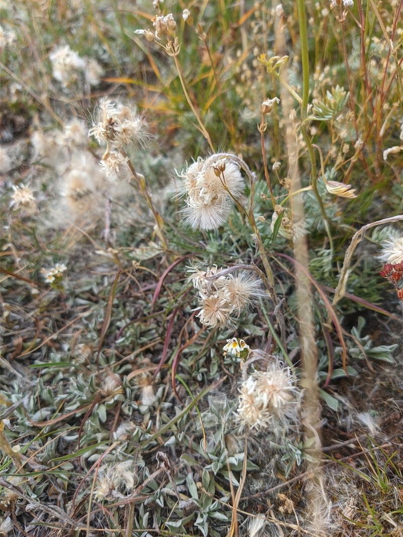 Antennaria caucasica photo 3