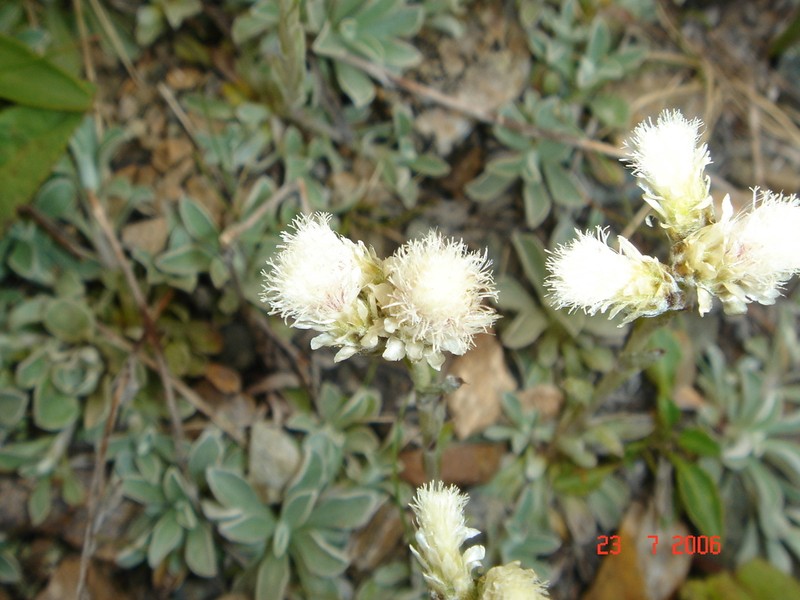 Antennaria caucasica photo 4