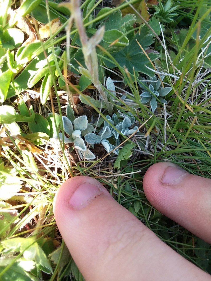 Antennaria caucasica photo 5