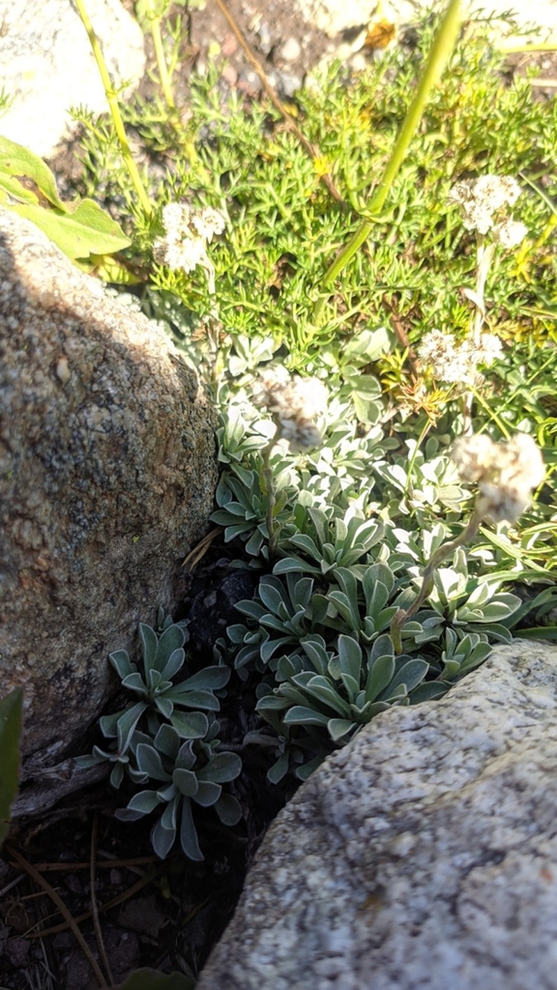 Antennaria caucasica photo 6