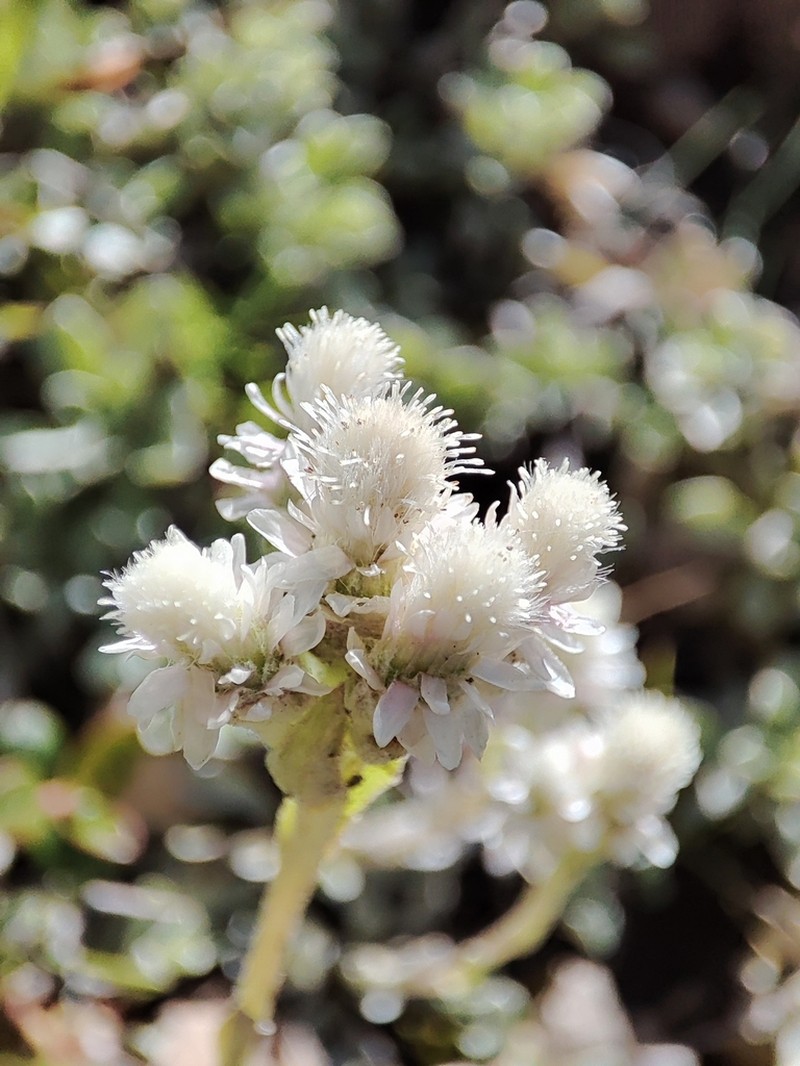 Antennaria caucasica photo 7