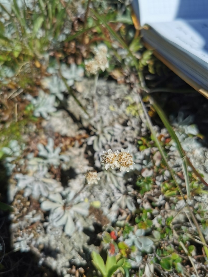 Antennaria caucasica photo 8