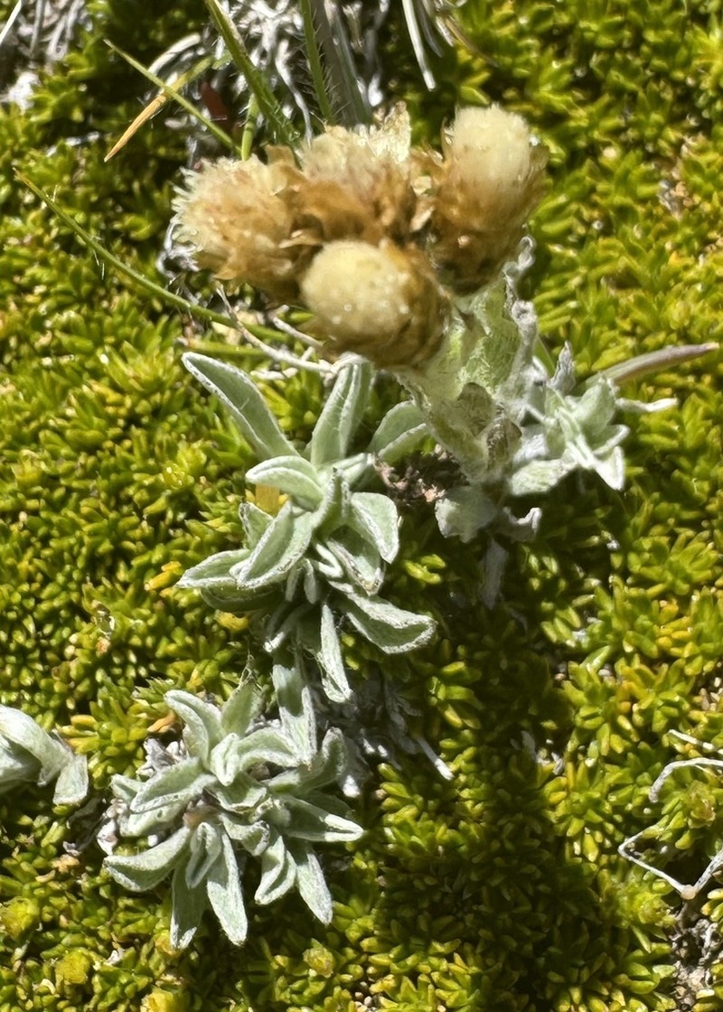 Antennaria chilensis