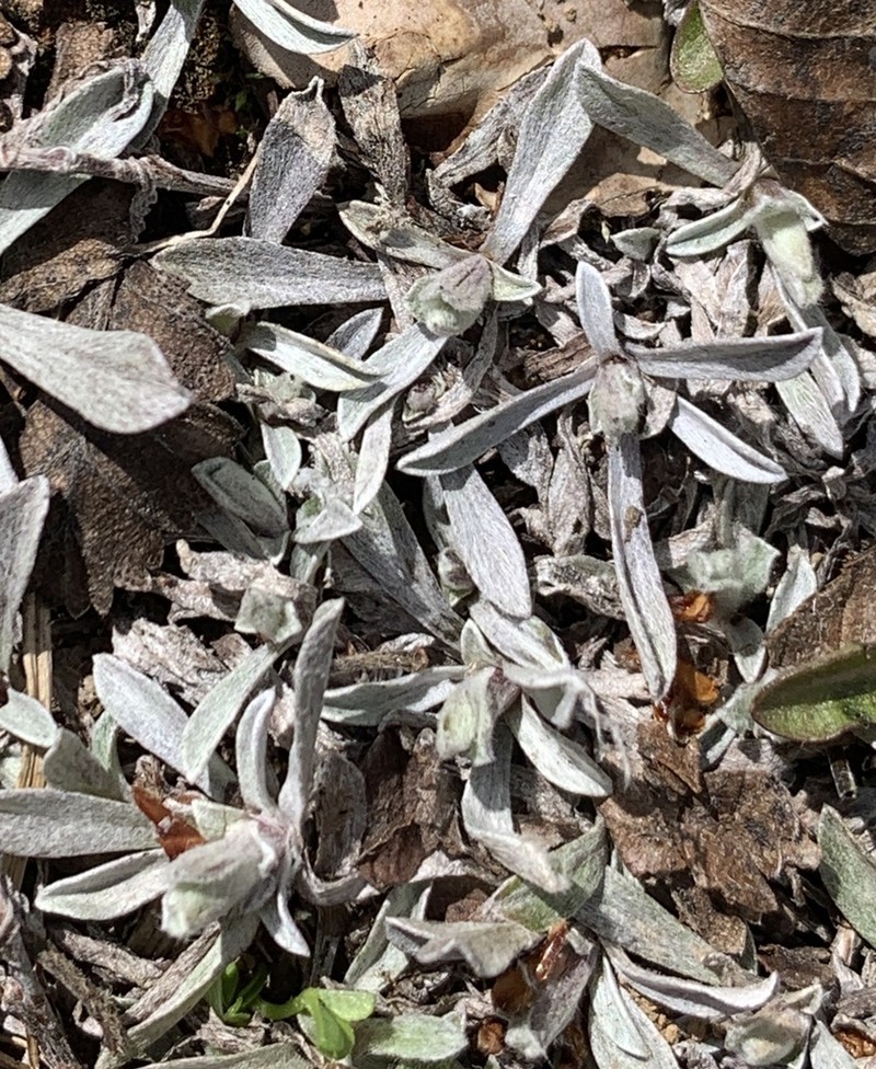 Antennaria chilensis photo 2
