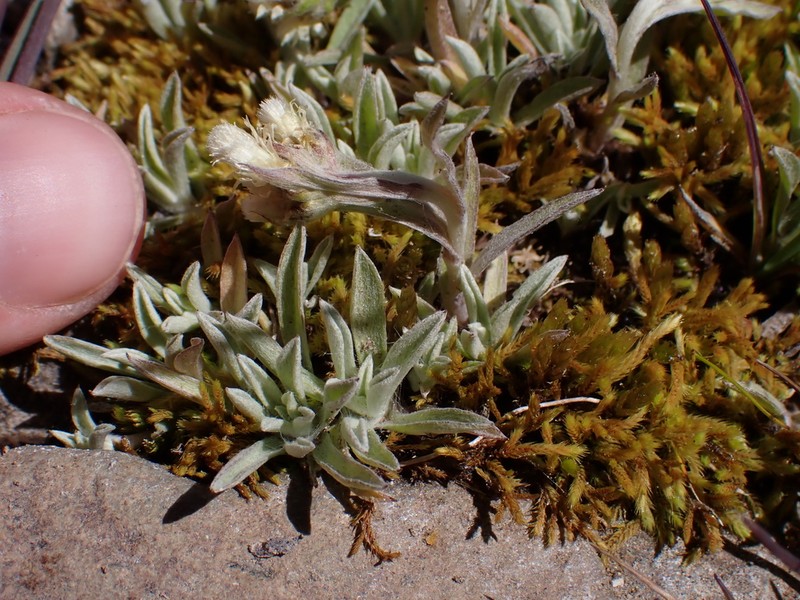 Antennaria chilensis photo 3