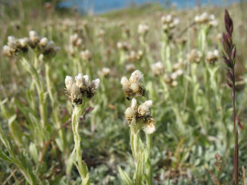 Antennaria chilensis photo 4