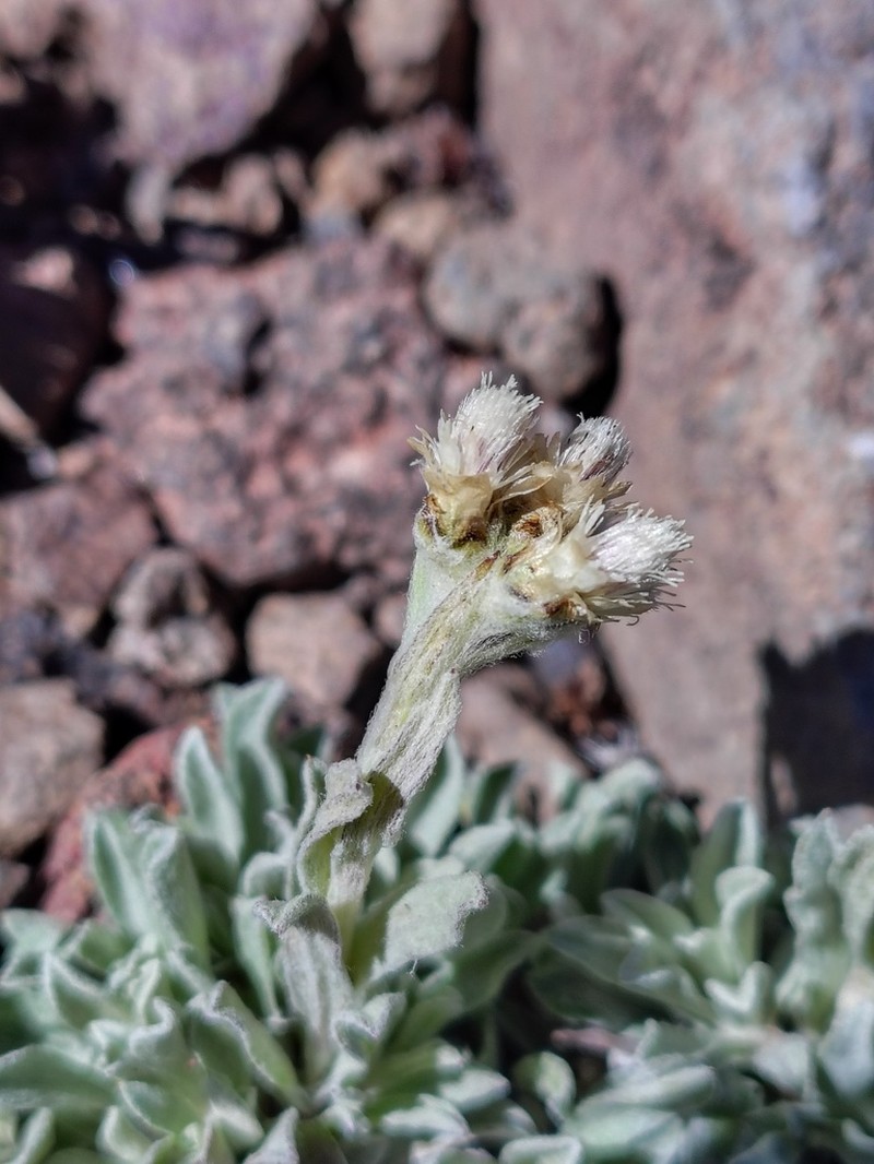 Antennaria chilensis photo 5