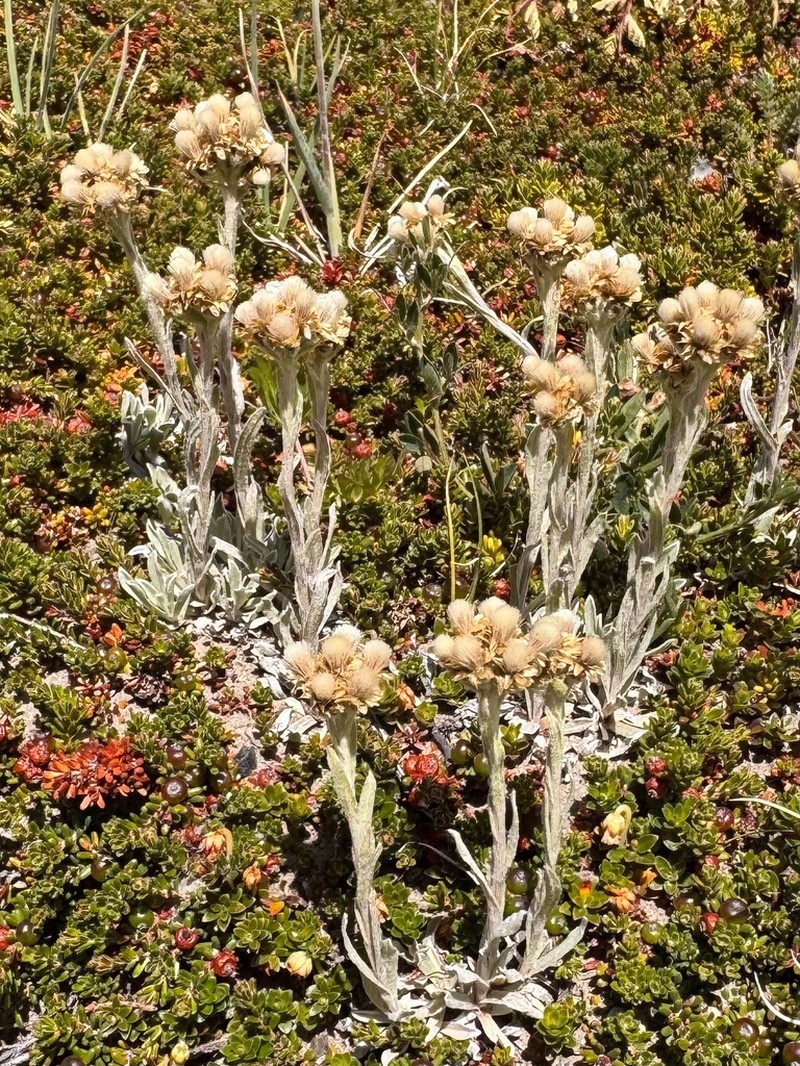 Antennaria chilensis photo 6
