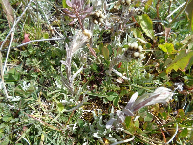 Antennaria chilensis photo 7