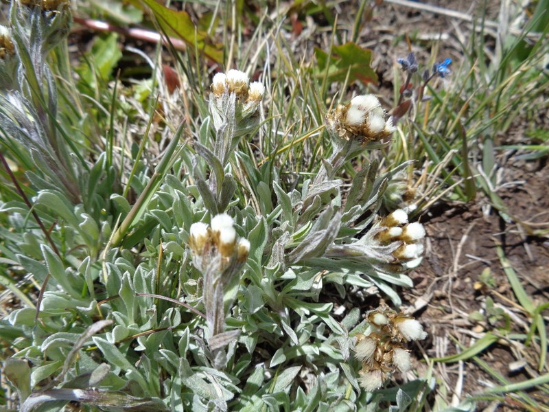 Antennaria chilensis photo 8