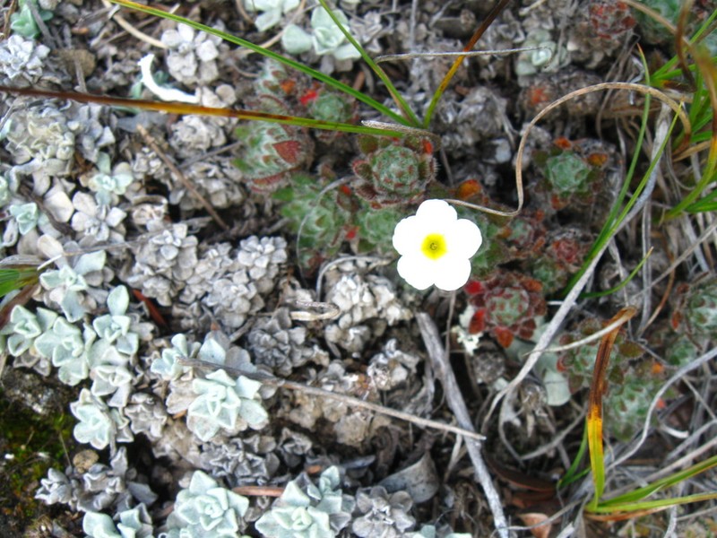 Denseleaf Pussytoes