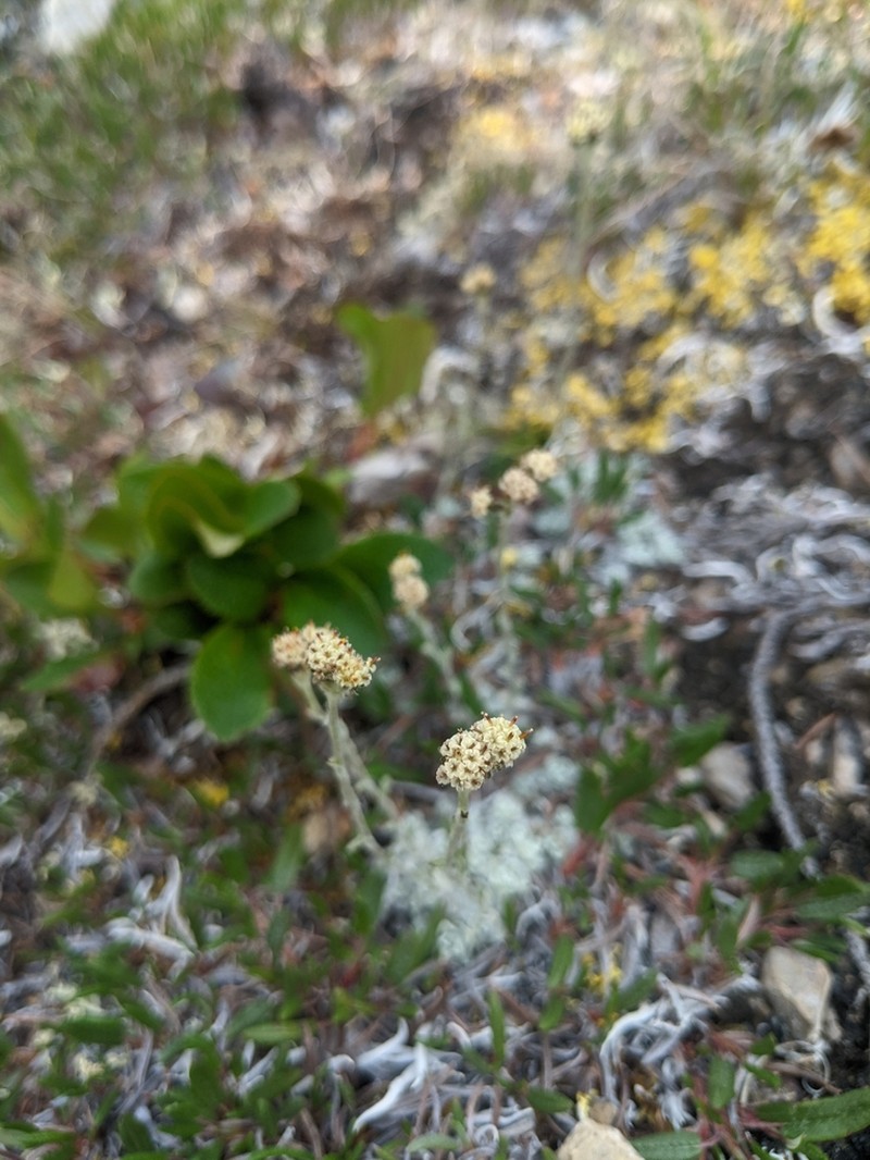 Denseleaf Pussytoes photo 2